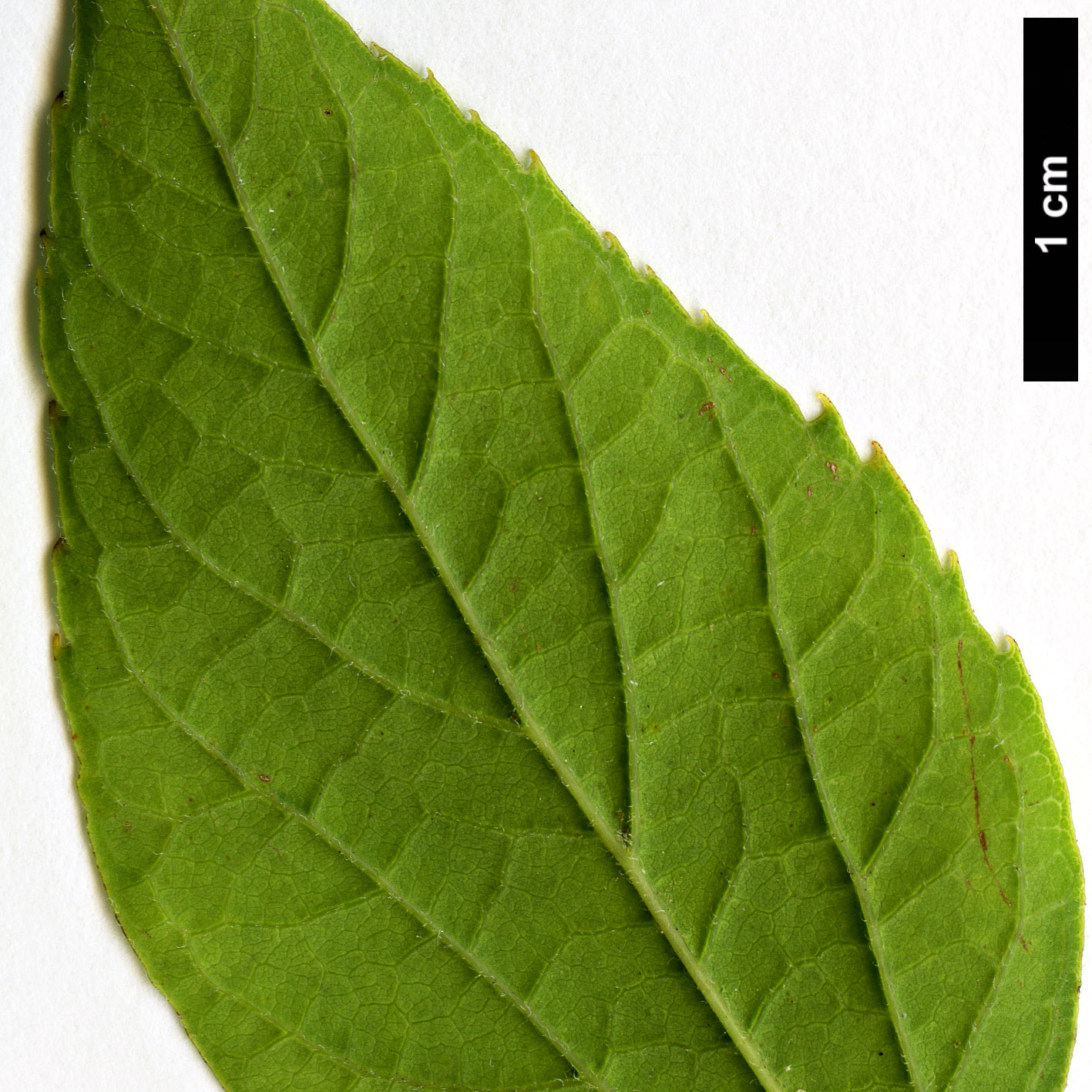 High resolution image: Family: Cannabaceae - Genus: Celtis - Taxon: occidentalis - SpeciesSub: var.  pumila